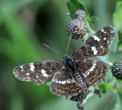 Araschnia levana